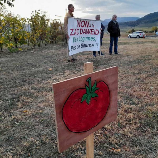 Vue du rond-point de Issenheim en début de soirée, avec 3 militants et la banderole "NON à la ZAC Daweid ; Des légumes pas de bitume". Au premier plan, un panneau planté dans la terre présente une tomate géante peinte.