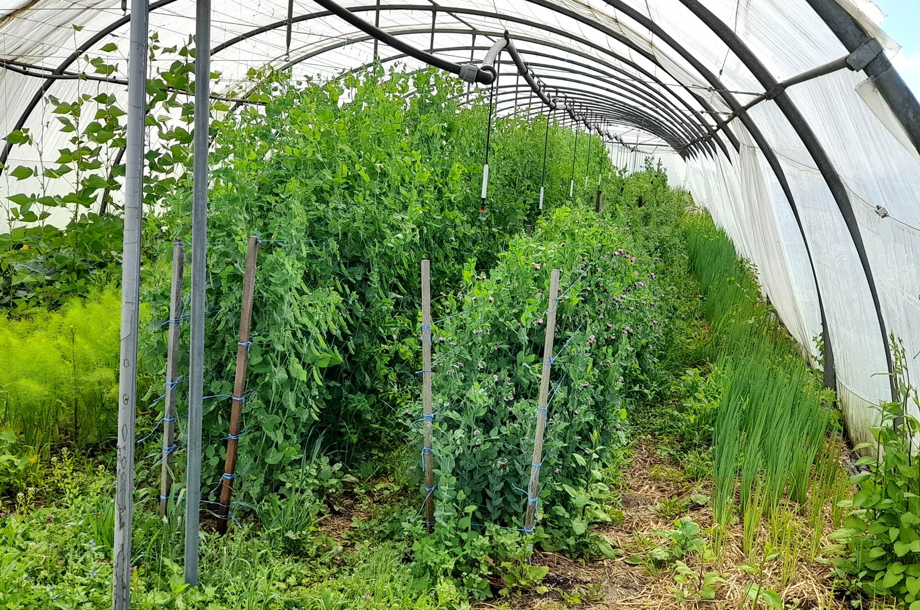 Une parcelle de culture de légumes sous serre.