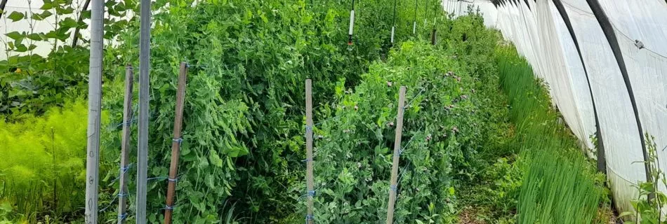 Une parcelle de culture de légumes sous serre.