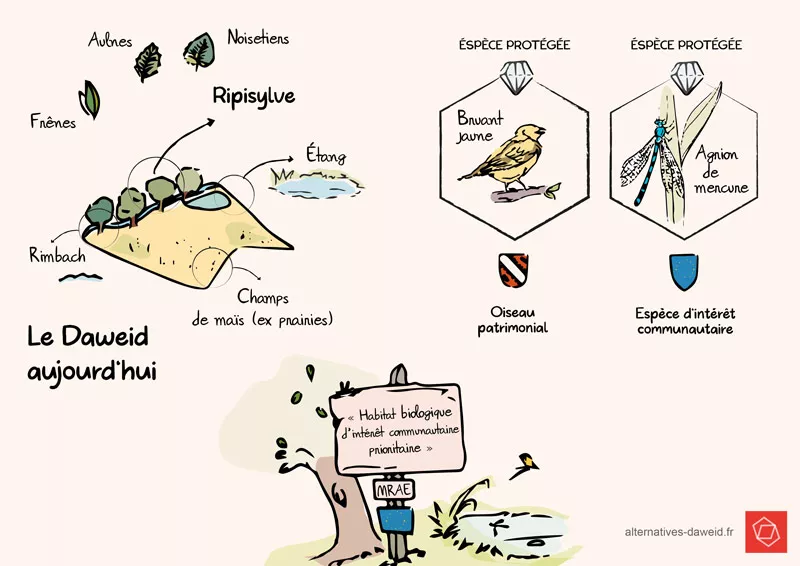 Infographie qui indique que le Daweid abrite 2 espèces protogées (l'oiseau bruant jaune et l'insecte ailé semblable à une libellule agrion de mercure). L'oiseau est un oiseau patrimonial et l'insecte est une espèce d'intérêt communautaire. Les Missions régionales d'autorité environnementale (MRAE) classent d'ailleurs le Daweid comme Habitat écologique d'intérêt communautaire prioritaire, avec sa ripisylve constituée de frênes, aulnes et noisetiers, sont ruisseau le Rimbach, son étang et ses champs de maïs ex prairies.