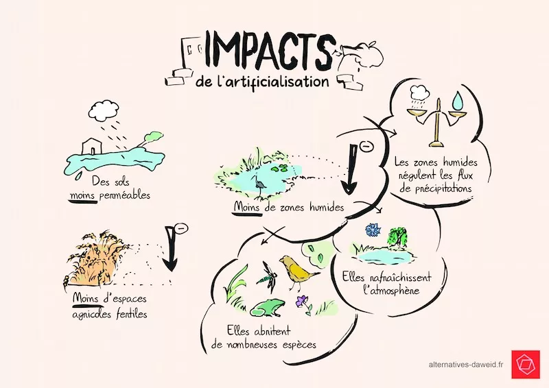 Infographie montrant que l'artificialisation rend les sols moins perméables, réduit les espaces agricoles fertiles, réduit les zones humides et leurs effets positifs de régulation des flux de précipitations, de rafraichissement de l'atmosphère, d'écrin de biodiversité